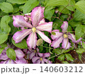 A bunch of pink and violet color flowers are growing on a vine.The flowers are in full bloom and are surrounded by green leaves. Concept of natural beauty and growth, as the flowers. 140603212