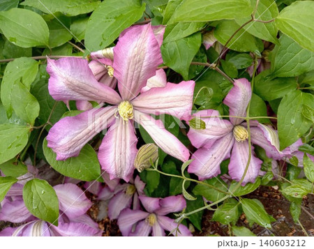 A bunch of pink and violet color flowers are growing on a vine.The flowers are in full bloom and are surrounded by green leaves. Concept of natural beauty and growth, as the flowers. A bunch of pink and violet color flowers are growing on a vine.The flowers are in full bloom and are surrounded by green leaves. Concept of natural beauty and growth, as the flowers. 140603212