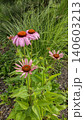 Echinacea purpurea medicines flower in the garden 140603213