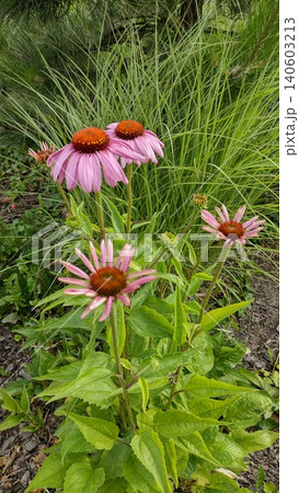 Echinacea purpurea medicines flower in the garden 140603213