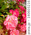 Roses bloom in a garden with sunlight shining on bright petals during the afternoon in a suburban neighborhood in spring 140603216