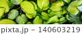Foliage in a garden showing various shades of green leaves during daylight in spring or summer 140603219