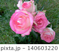 Light pink rose flower in the garden 140603220