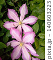 A bunch of pink and violet color flowers are growing on a vine.The flowers are in full bloom and are surrounded by green leaves. Concept of natural beauty and growth, as the flowers. 140603223