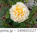 Rose flower in the morning garden. Light yellow cream color plant 140603227