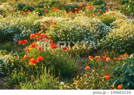 Wildflowers blooming in a meadow, sunshine and nature with environment or fresh air. Flowers, outdoor or spring with agriculture, eco friendly or sustainability with field or countryside with ecology Wildflowers blooming in a meadow, sunshine and nature with environment or fresh air. Flowers, outdoor or spring with agriculture, eco friendly or sustainability with field or countryside with ecology 140603239