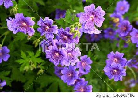 Flower, leaf and plant in garden for spring and nature in environment and countryside on earth for backyard outdoor. Growth, greenery and sun in season for floral, ecology and natural for bloom Flower, leaf and plant in garden for spring and nature in environment and countryside on earth for backyard outdoor. Growth, greenery and sun in season for floral, ecology and natural for bloom 140603490