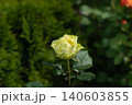 Single lime green rose bloom dark garden bokeh summer Single lime green rose bloom dark garden bokeh summer 140603855