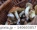 Fresh butter mushrooms suillus in wicker basket harvest Fresh butter mushrooms suillus in wicker basket harvest 140603857