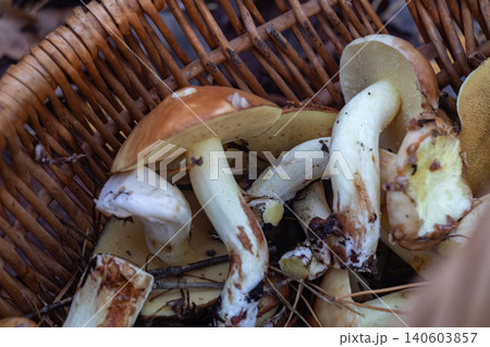 Fresh butter mushrooms suillus in wicker basket harvest 140603857