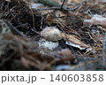 Tiny young porcini mushroom in frozen dark forest soil Tiny young porcini mushroom in frozen dark forest soil 140603858