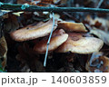 Wild mushroom cluster under stick hidden autumn leaf litter Wild mushroom cluster under stick hidden autumn leaf litter 140603859