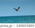 Young seagull soaring over turquoise sea clear blue sky Young seagull soaring over turquoise sea clear blue sky 140603860