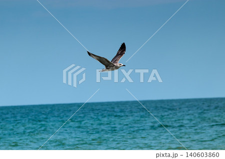 Young seagull soaring over turquoise sea clear blue sky Young seagull soaring over turquoise sea clear blue sky 140603860