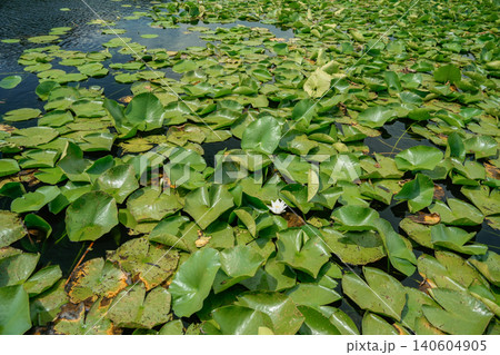 Medium shot of water lily flower and leaves on calm lake surface natural aquatic landscape Medium shot of water lily flower and leaves on calm lake surface natural aquatic landscape 140604905