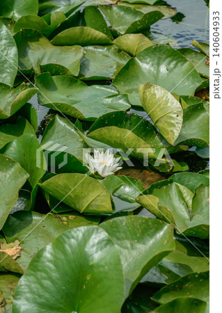 Close up water lily leaves with single white flower on lake surface nature photo 140604933