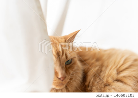 見つめる可愛い猫　茶トラ猫 140605103