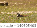 Killdeer Bird Sitting on Nest of Eggs on Ground 140605403