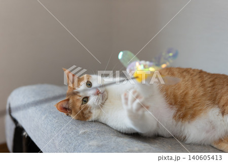 おもちゃで遊ぶ猫　茶トラ白 140605413