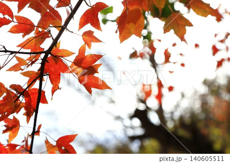 トウカエデの紅葉 トウカエデの紅葉 140605511