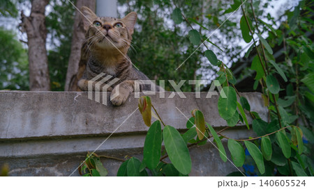 cat in the garden 140605524