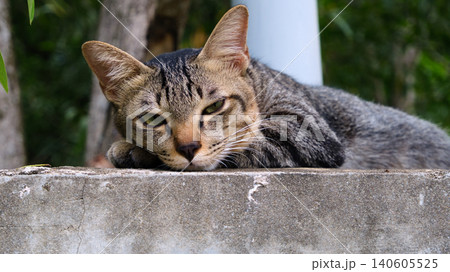 Curious Tabby Cat Looking Up Outdoors Curious Tabby Cat Looking Up Outdoors 140605525