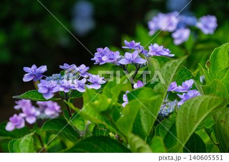 輝く紫陽花 140605551
