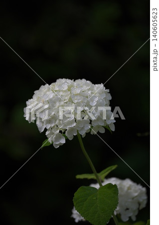 雨上がりの一輪の白い紫陽花 140605623