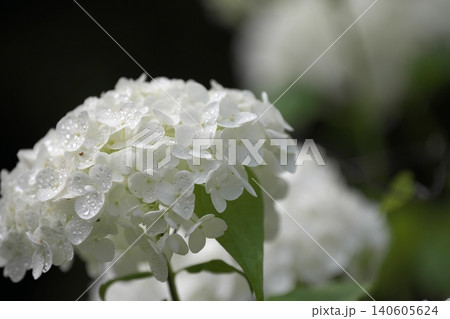 雨上がりの一輪の白い紫陽花 140605624