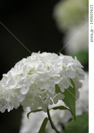 雨上がりの一輪の白い紫陽花 140605625