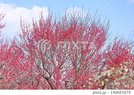 鮮やか 紅梅の花 鮮やか 紅梅の花 140605679