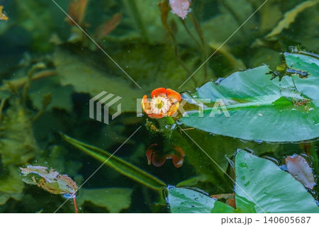 水面に咲くコウホネ(河骨)の花と緑のスイレンの葉 池の自然景観 水面に咲くコウホネ(河骨)の花と緑のスイレンの葉 池の自然景観 140605687