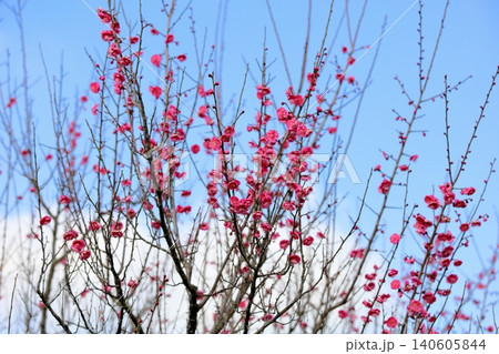 鮮やか 紅梅の花 鮮やか 紅梅の花 140605844