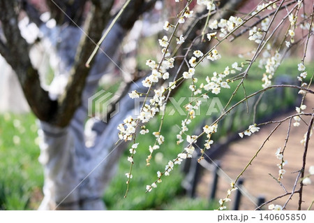 爽やか 白梅 シダレウメの花 爽やか 白梅 シダレウメの花 140605850