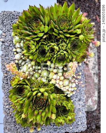 Decorative Sempervivum succulents in a stone planter Decorative Sempervivum succulents in a stone planter 140605896