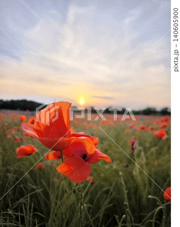 Red poppies in a field at sunset. Red poppies in a field at sunset. 140605900