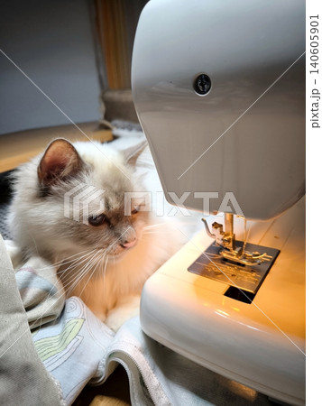 A fluffy house cat is sitting next to a sewing machine. A fluffy house cat is sitting next to a sewing machine. 140605901