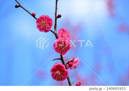 鮮やか 紅梅の花 鮮やか 紅梅の花 140605933