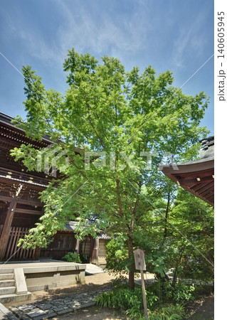 御霊神社の楷樹 御霊神社の楷樹 140605945