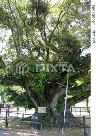 熊本城 二の丸公園のスダジイ 熊本城 二の丸公園のスダジイ 140605992
