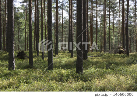 Sun-Dappled Pine Forest Landscape with Lush Undergrowth 140606000