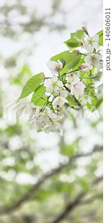白い葉桜 白い葉桜 140606011