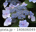 町中に咲く紫陽花 140606049