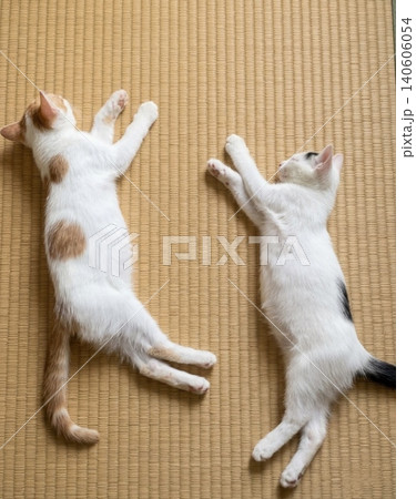 畳の上で仲良く並んで寝転ぶ2匹の子猫 畳の上で仲良く並んで寝転ぶ2匹の子猫 140606054