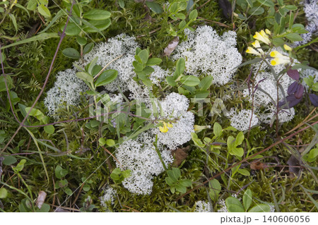Reindeer Lichen, Moss, and Wildflowers on Forest Floor 140606056