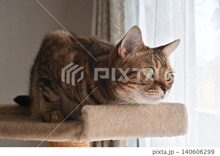 ねこのいる窓際の風景 ねこのいる窓際の風景 140606299