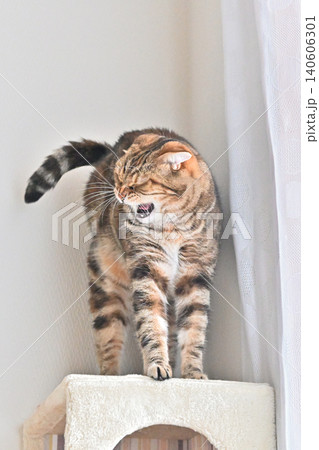 ねこのいる窓際の風景 ねこのいる窓際の風景 140606301