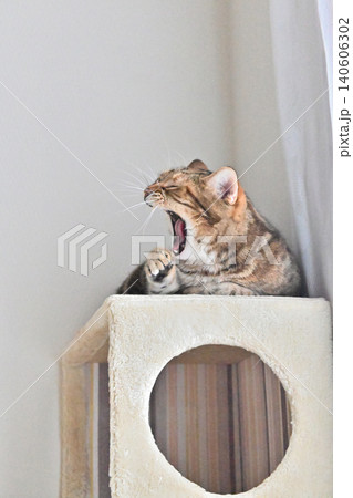 ねこのいる窓際の風景 ねこのいる窓際の風景 140606302
