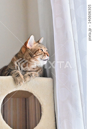 ねこのいる窓際の風景 ねこのいる窓際の風景 140606305