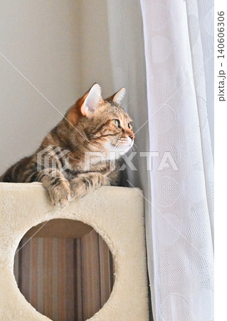 ねこのいる窓際の風景 ねこのいる窓際の風景 140606306